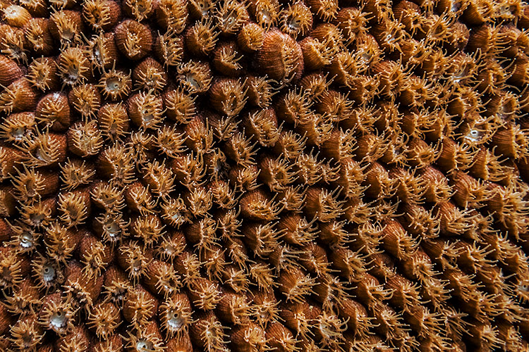 coral-macro-underwater-photography