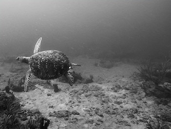 sea-turtle-underwater-photography-1