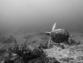 sea-turtle-underwater-photography-2