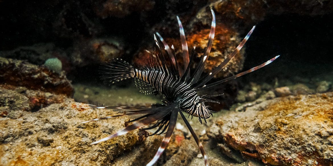 Lionfish on a coral reef