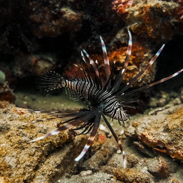 Lionfish on a coral reef