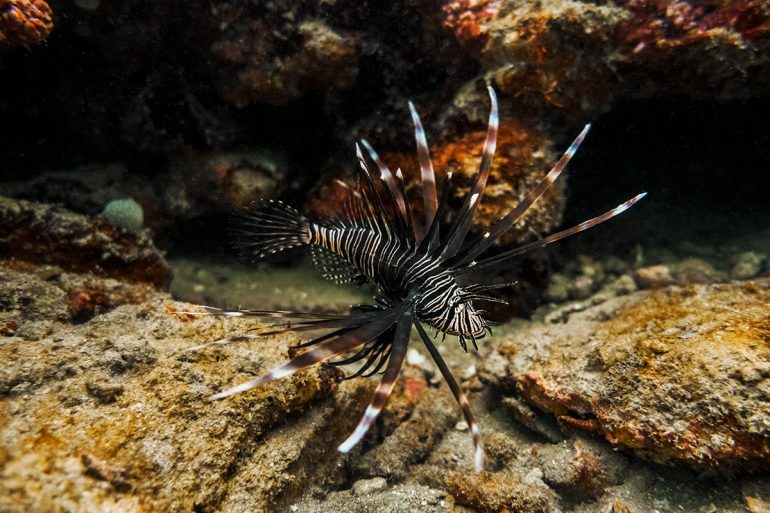 Lionfish on a coral reef