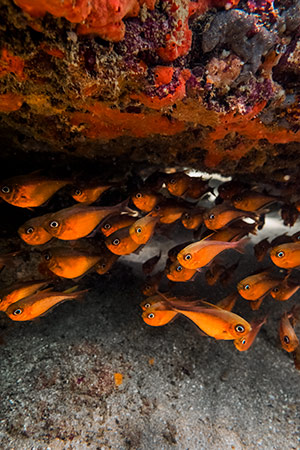 underwater-photography-reef-fish