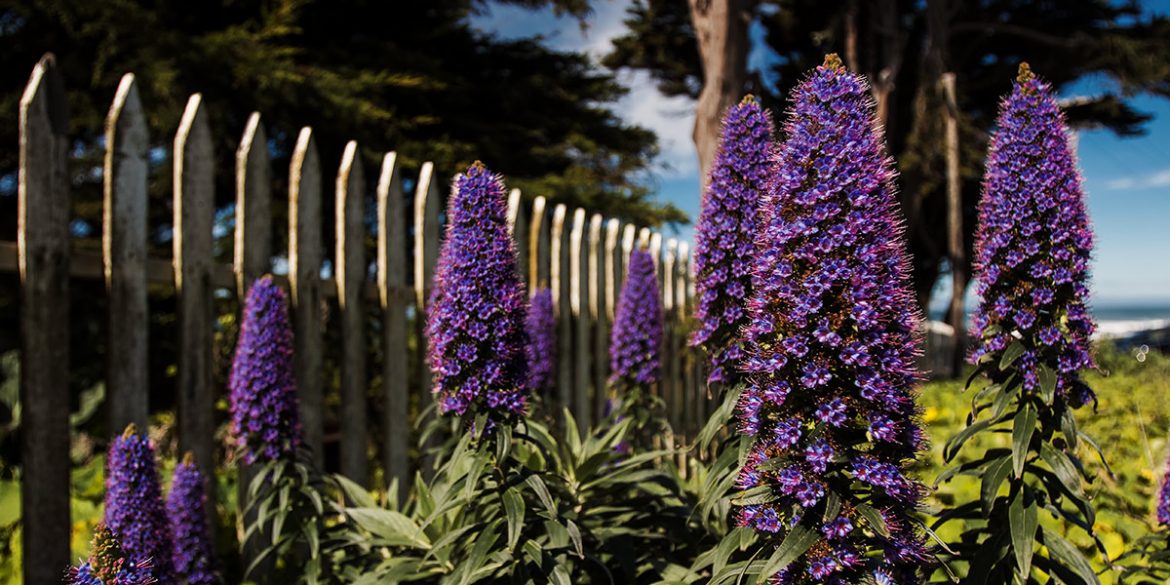 Purple flowers along the California coast