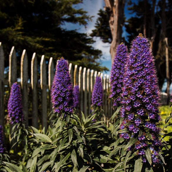 Purple flowers along the California coast