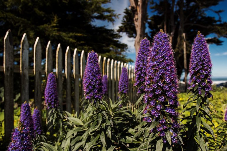 Purple flowers along the California coast