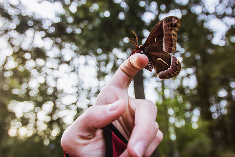 Moth resting on human hand