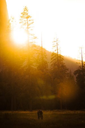 Golden hour in Yosemite National Park