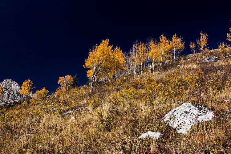 Fall Colors in Grand Teton National Park