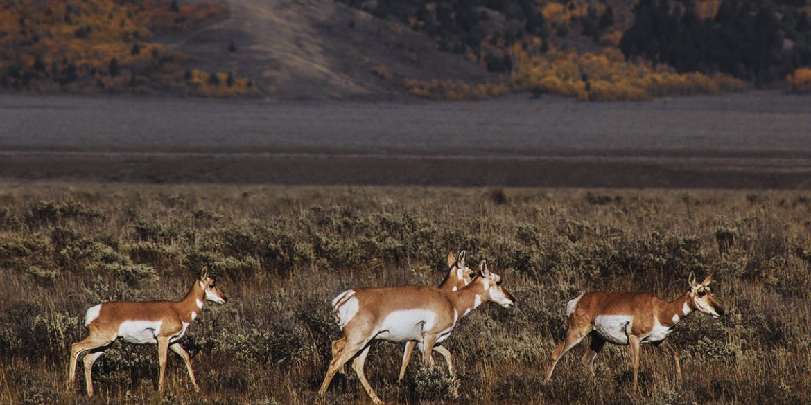 Pronghorn antelope in Grand Teton National Park