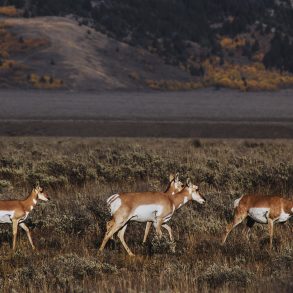 Pronghorn antelope in Grand Teton National Park