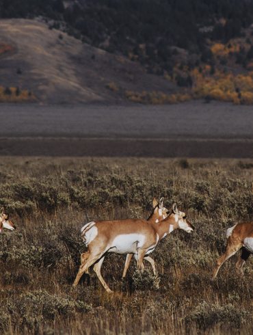 Pronghorn antelope in Grand Teton National Park