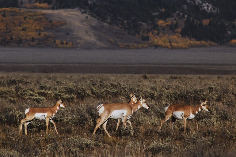 Pronghorn antelope in Grand Teton National Park