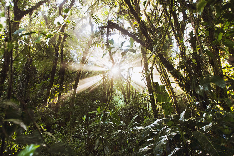 Tropical rainforest sunburst