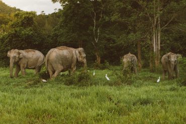 The best books for learning about wildlife photography