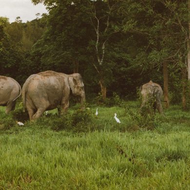 The best books for learning about wildlife photography