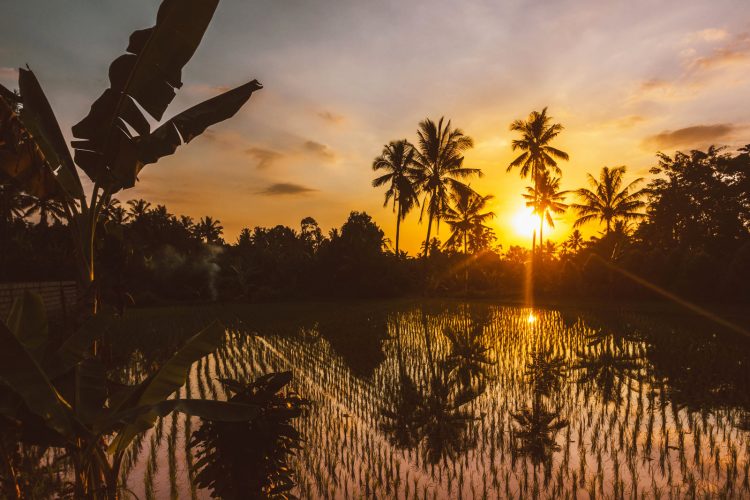 Travel photo of the sun setting over a rice paddy in Bali, Indonesia