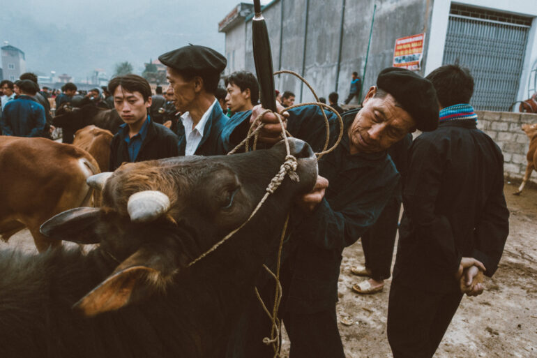 Cattle market scene in Northern Vietnam, captured with a Sony RX100 series camera, showcasing its sharp image quality and travel-friendly versatility.